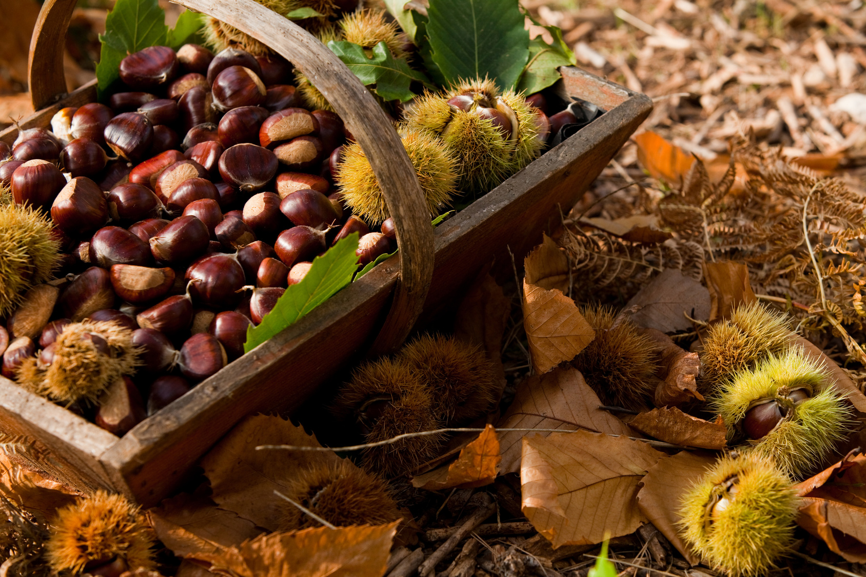 Castagne proprietà nutrizionali e benefici per la salute Health Online