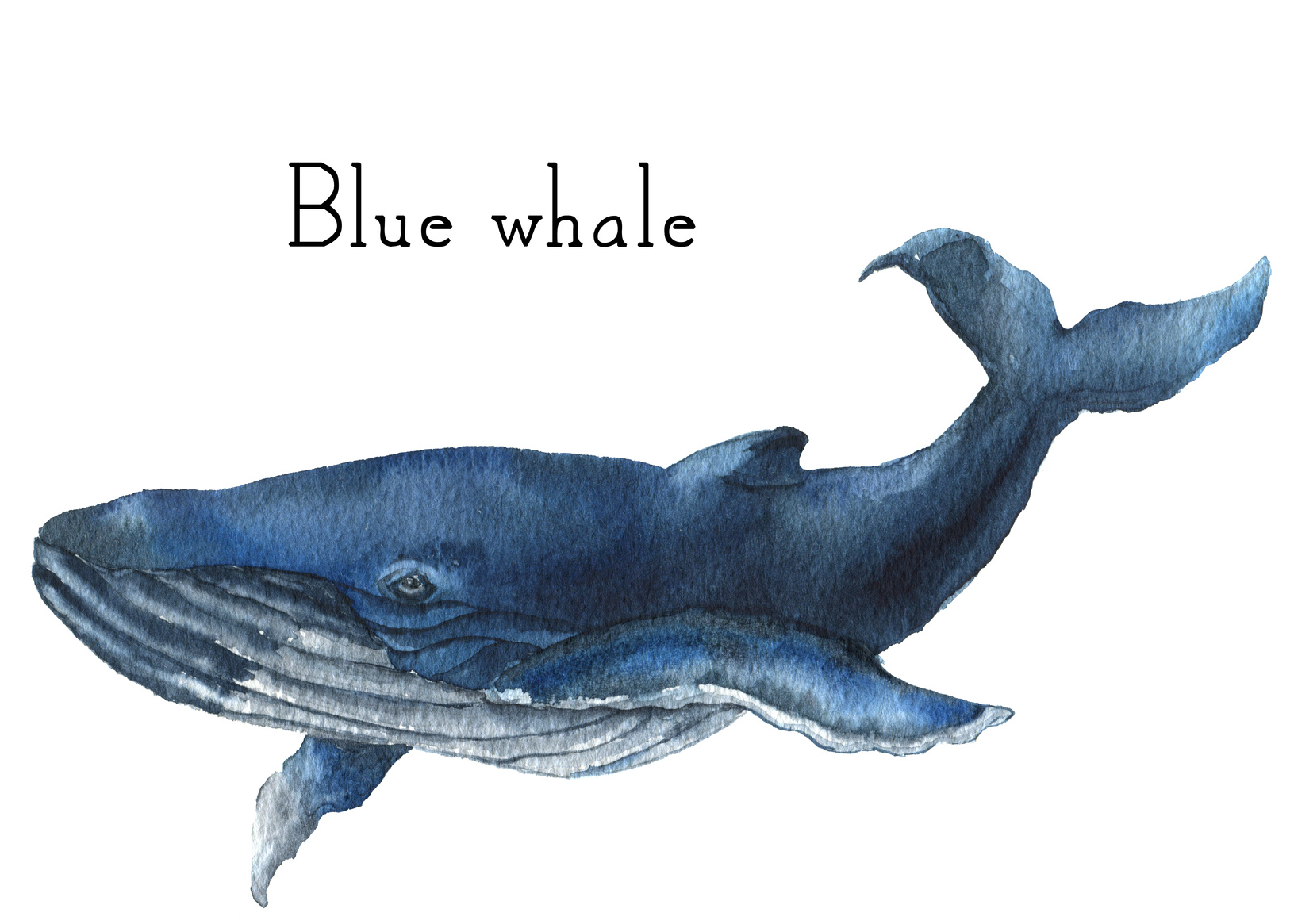 Голубой кит на белом фоне