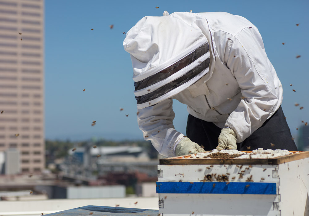 Città alleate delle api. Dal modello tedesco alla rete civica italiana